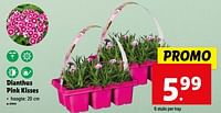 Promoties Dianthus pink kisses - Huismerk - Lidl - Geldig van 05/06/2024 tot 11/06/2024 bij Lidl