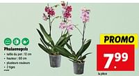 Promotions Phalaenopsis - Produit maison - Lidl - Valide de 05/06/2024 à 11/06/2024 chez Lidl