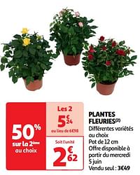 Plantes fleuries-Huismerk - Auchan