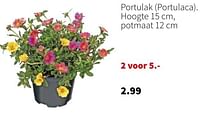 Promoties Portulak portulaca - Huismerk - Intratuin - Geldig van 10/06/2024 tot 16/06/2024 bij Intratuin