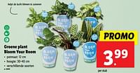 Promoties Groene plant bloom your room - Huismerk - Lidl - Geldig van 12/06/2024 tot 18/06/2024 bij Lidl