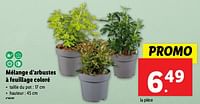 Promotions Mélange d’arbustes à feuillage coloré - Produit maison - Lidl - Valide de 12/06/2024 à 18/06/2024 chez Lidl