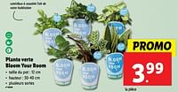 Promotions Plante verte bloom your room - Produit maison - Lidl - Valide de 12/06/2024 à 18/06/2024 chez Lidl