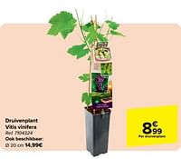Promoties Druivenplant vitis vinifera - Huismerk - Carrefour  - Geldig van 05/06/2024 tot 17/06/2024 bij Carrefour