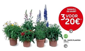 Promoties Vaste planten - Huismerk - Brico - Geldig van 12/06/2024 tot 24/06/2024 bij Brico