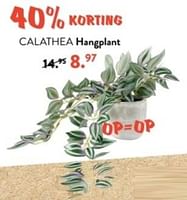 Promoties Calathea hangplant - Huismerk - Casa - Geldig van 10/06/2024 tot 30/06/2024 bij Casa