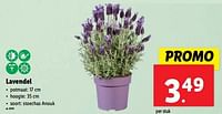 Promoties Lavendel - Huismerk - Lidl - Geldig van 19/06/2024 tot 25/06/2024 bij Lidl