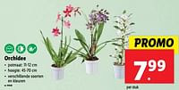 Promoties Orchidee - Huismerk - Lidl - Geldig van 19/06/2024 tot 25/06/2024 bij Lidl