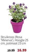 Promoties Struikroos - Huismerk - Intratuin - Geldig van 16/06/2024 tot 23/06/2024 bij Intratuin