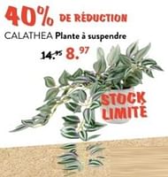 Promotions Calathea plante à suspendre - Produit maison - Casa - Valide de 10/06/2024 à 30/06/2024 chez Casa
