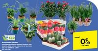 Promoties Assortiment planten - Huismerk - Carrefour  - Geldig van 19/06/2024 tot 01/07/2024 bij Carrefour