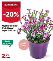 Promoties Anjer dianthus pink kisses in pot - Huismerk - Aveve - Geldig van 19/06/2024 tot 30/06/2024 bij Aveve