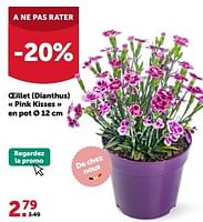 Promotions Oeillet dianthus pink kisses en pot - Produit maison - Aveve - Valide de 19/06/2024 à 30/06/2024 chez Aveve