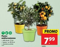 Promotions Plantes méditerranéennes - Produit maison - Lidl - Valide de 26/06/2024 à 02/07/2024 chez Lidl