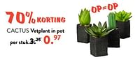Cactus vetplant in pot-Huismerk - Casa