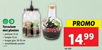 Terrarium met planten-Huismerk - Lidl