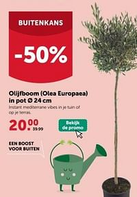 Olijfboom olea europaea-Huismerk - Aveve