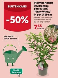 Pluimhortensia hydrangea paniculata pinky winky-Huismerk - Aveve