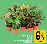 Groene plant-Huismerk - Cora