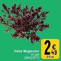 Hebe magicolor-Huismerk - Cora