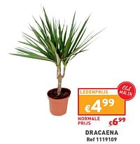 Dracaena-Huismerk - Trafic 