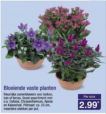 Aanbiedingen Bloeiende vaste planten - Huismerk - Aldi - Geldig van 16/07/2014 tot 22/07/2014 bij Aldi