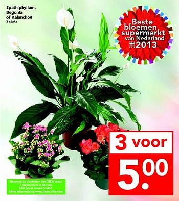 Aanbiedingen Spathiphyllum, begonia of kalanchoë - Huismerk deen supermarkt - Geldig van 20/07/2014 tot 26/07/2014 bij Deen Supermarkten