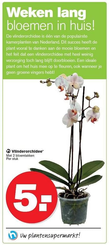 Aanbiedingen Vlinderorchidee - Huismerk - Hoogvliet - Geldig van 23/07/2014 tot 29/07/2014 bij Hoogvliet