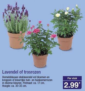 Aanbiedingen Lavendel of trosrozen - Huismerk - Aldi - Geldig van 23/07/2014 tot 29/07/2014 bij Aldi