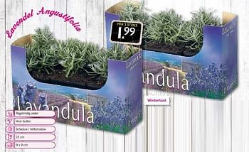 Aanbiedingen Lavendel angustifolia - Huismerk - Lidl - Geldig van 24/07/2014 tot 27/07/2014 bij Lidl