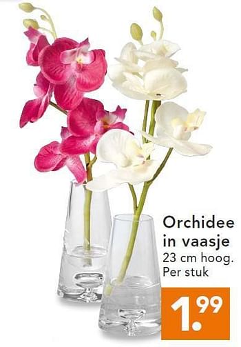 Aanbiedingen Orchidee in vaasje - Huismerk - Blokker - Geldig van 11/08/2014 tot 20/08/2014 bij Blokker