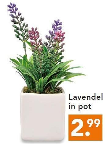 Aanbiedingen Lavendel in pot - Huismerk - Blokker - Geldig van 11/08/2014 tot 20/08/2014 bij Blokker