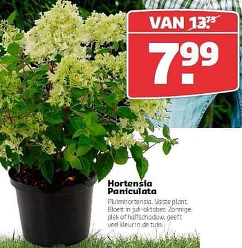Aanbiedingen Hortensia paniculata - Huismerk- Boerenbond - Geldig van 11/08/2014 tot 24/08/2014 bij Boerenbond