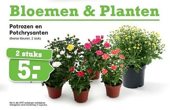Aanbiedingen Potrozen en potchrysanten - Huismerk - Em-té - Geldig van 17/08/2014 tot 23/08/2014 bij Em-té