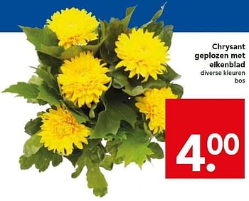 Aanbiedingen Chrysant geplozen met eikenblad diverse kleuren bos - Huismerk deen supermarkt - Geldig van 31/08/2014 tot 06/09/2014 bij Deen Supermarkten