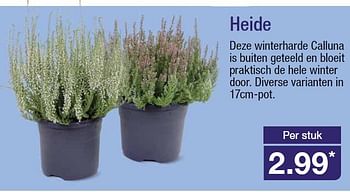 Aanbiedingen Heide deze winterharde calluna is buiten geteeld en bloeit - Huismerk - Aldi - Geldig van 10/09/2014 tot 16/09/2014 bij Aldi