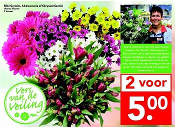 Aanbiedingen Mini germini, alstroemeria of chrysant santini - Huismerk deen supermarkt - Geldig van 14/09/2014 tot 20/09/2014 bij Deen Supermarkten