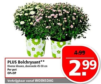 Aanbiedingen Plus bolchrysant - Huismerk - Plus - Geldig van 21/09/2014 tot 27/09/2014 bij Plus