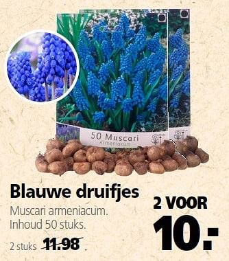 Aanbiedingen Blauwe druifjes muscari armeniacum 2 voor - Huismerk - Welkoop - Geldig van 22/09/2014 tot 03/10/2014 bij Welkoop