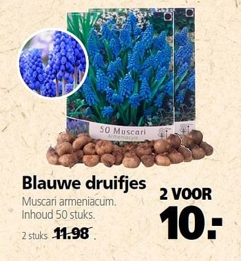 Aanbiedingen Blauwe druifjes muscari armeniacum 2 voor - Huismerk- Boerenbond - Geldig van 22/09/2014 tot 03/10/2014 bij Boerenbond