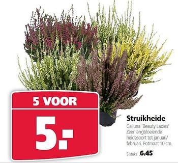 Aanbiedingen Struikheide calluna `beauty ladies` - Huismerk- Boerenbond - Geldig van 22/09/2014 tot 03/10/2014 bij Boerenbond