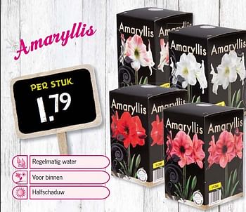 Aanbiedingen Amarylis - Huismerk - Lidl - Geldig van 29/09/2014 tot 05/10/2014 bij Lidl