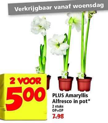 Aanbiedingen Plus amaryllis alfresco in pot - Huismerk - Plus - Geldig van 09/11/2014 tot 15/11/2014 bij Plus