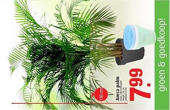 Aanbiedingen Areca palm fraaie, volle kamerplant - Huismerk - Tuincentrum Overvecht - Geldig van 03/11/2014 tot 16/11/2014 bij Tuincentrum Overvecht