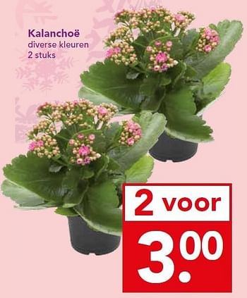 Aanbiedingen Kalanchoë - Huismerk deen supermarkt - Geldig van 21/12/2014 tot 26/12/2014 bij Deen Supermarkten