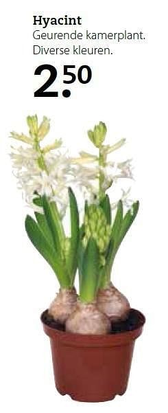 Aanbiedingen Hyacint geurende kamerplant - Huismerk- Boerenbond - Geldig van 15/12/2014 tot 04/01/2015 bij Boerenbond