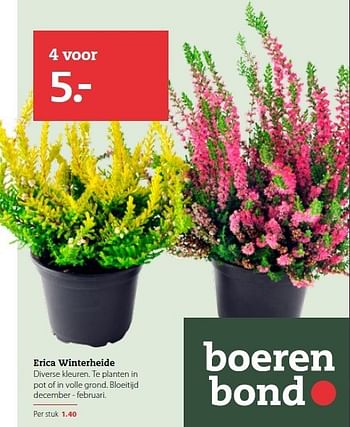 Aanbiedingen Erica winterheide diverse kleuren. te planten in pot of in volle grond - Huismerk- Boerenbond - Geldig van 15/12/2014 tot 04/01/2015 bij Boerenbond
