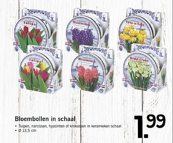 Aanbiedingen Bloembollen in schaal tulpen, narcissen, hyacinten of krokussen in keramieken schaal - Huismerk - Lidl - Geldig van 12/01/2015 tot 17/01/2015 bij Lidl
