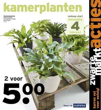 Aanbiedingen Kamerplanten diverse soorten. incl. bloempot in grijs - Huismerk - Gamma - Geldig van 02/02/2015 tot 08/02/2015 bij Gamma