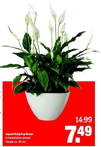 Aanbiedingen Spathiphyllum - Huismerk - Praxis - Geldig van 02/02/2015 tot 08/02/2015 bij Praxis